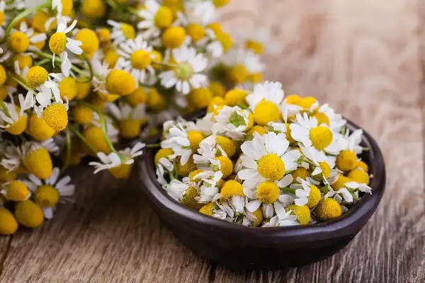 How Does Apigenin Powder Work as an Antioxidant?